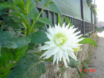 Foto Album
